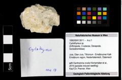 Foto (Objekt + Etiketten) von Cyclothyreus sp. 
